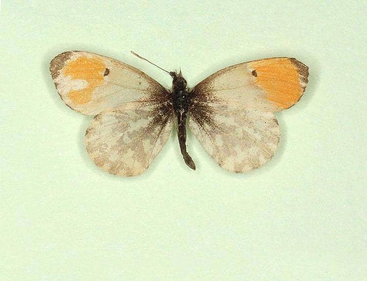 Anthocharis cardamines (gynandromorph 4) (Internet Image property of respective owner, non-commercial use only)